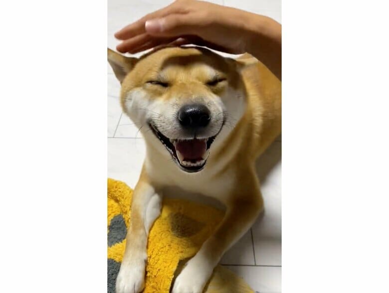 提供：柴犬 雷吾さん