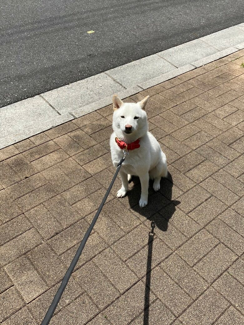 堂々としたお座りで散歩拒否