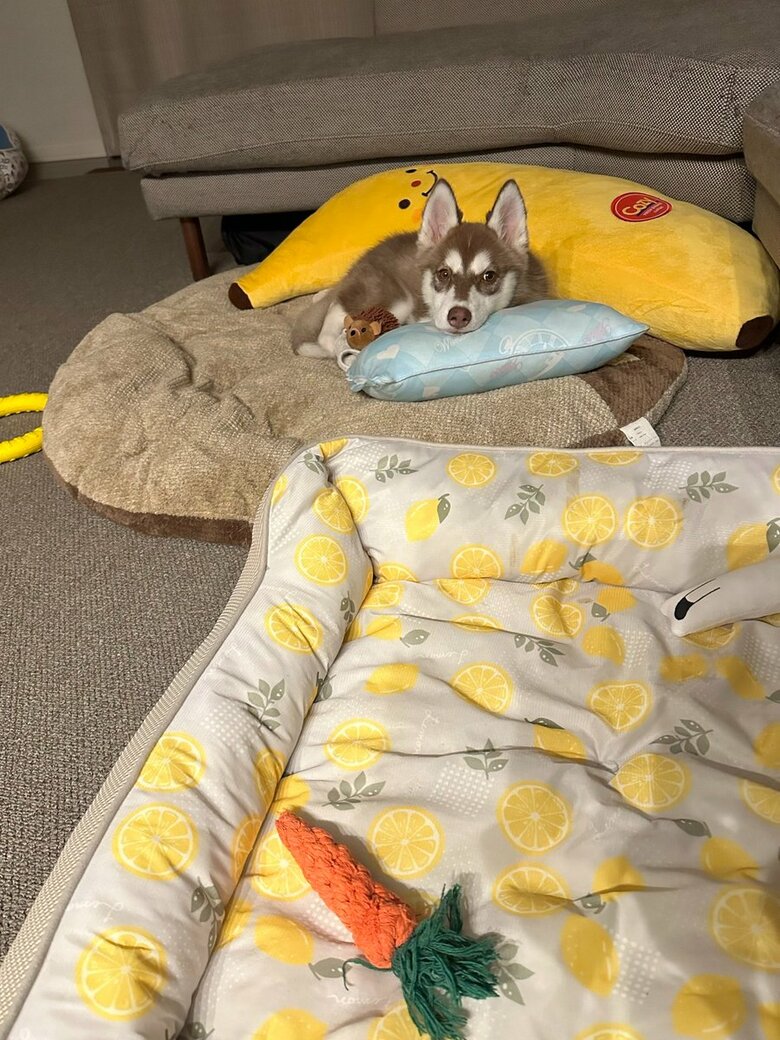 遠くからカメラ目線