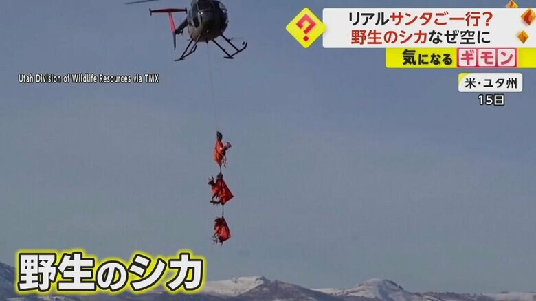 赤い袋のようなものにくるまれ、ヘリコプターに吊り上げられている野生のシカ