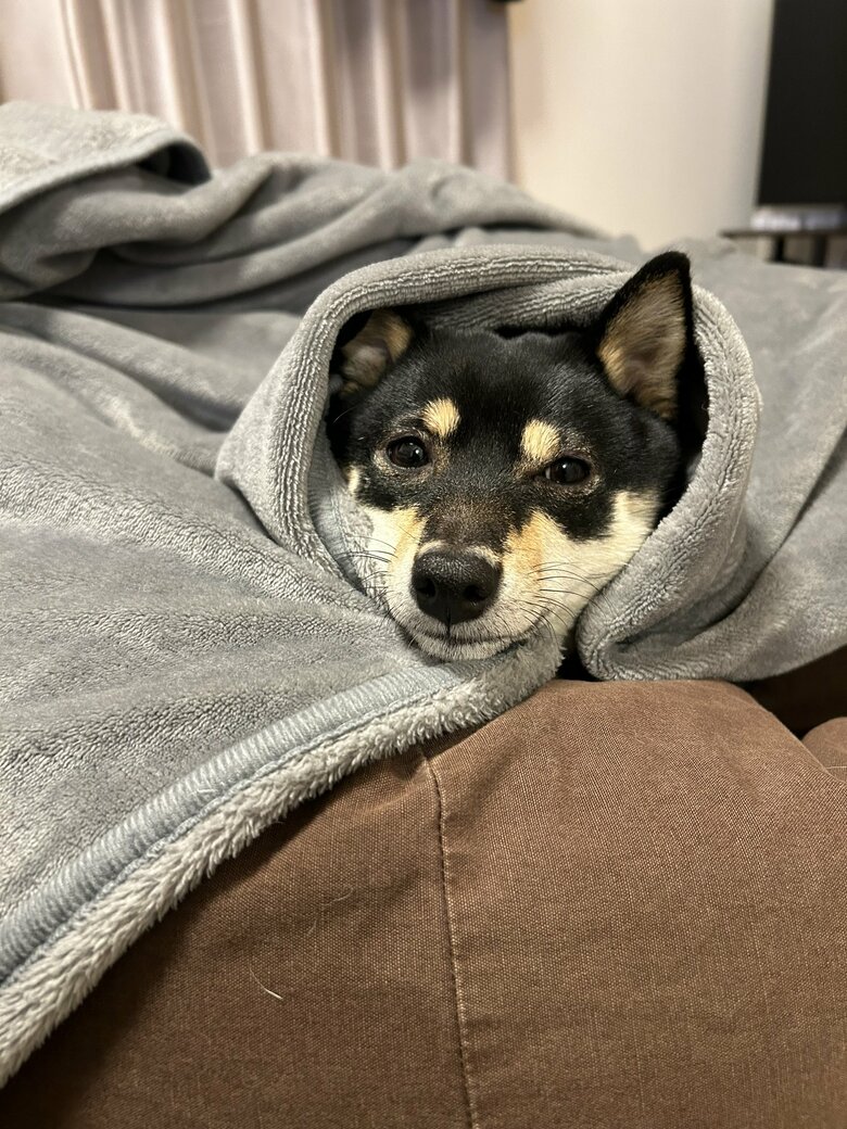 提供：豆柴ごま娘さん