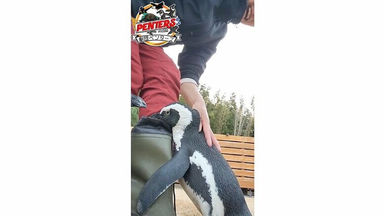 なでなですると落ち着くけれども、離れず叩くのをやめない