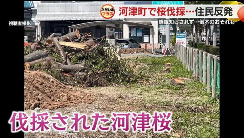 伐採された河津桜（視聴者提供）