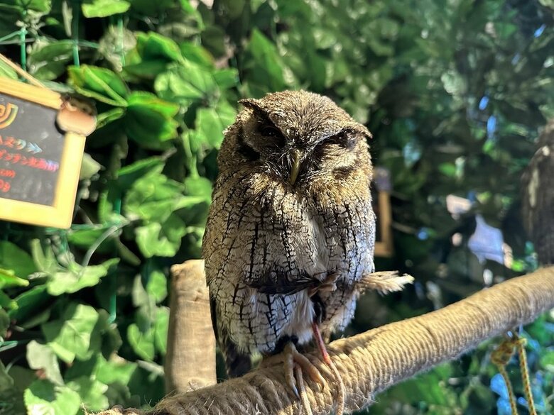 「何かご用？」といったナツくん