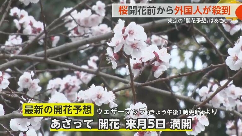 ウェザーマップの予想では東京の開花は3月27日