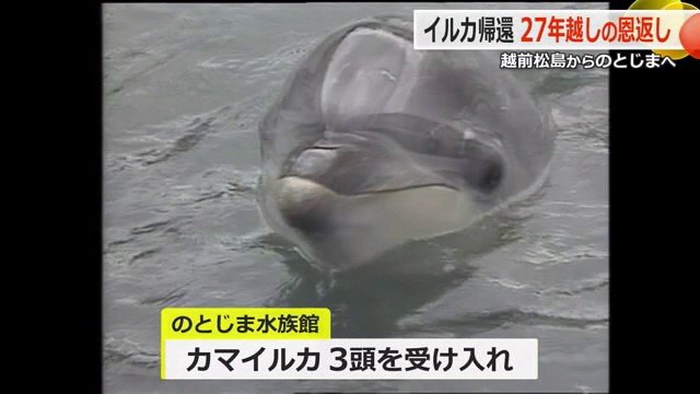 能登に避難した福井のイルカ