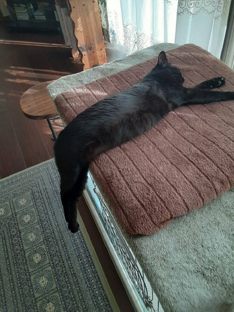 半分落ちているけれども寝続ける