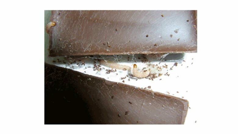 チョコレートを食い荒らすノシメマダラメイガの幼虫（画像提供：国立研究開発法人農業・食品産業技術総合研究機構）