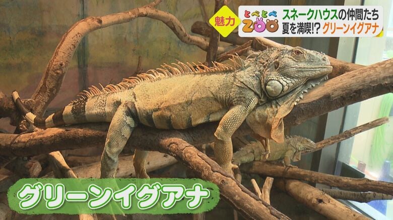 南米のジャングルに生息する「グリーンイグアナ」