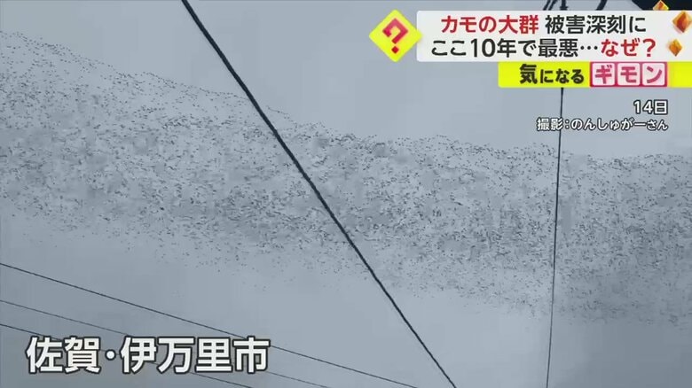 空にできた黒い帯のようなものが、鳥の大群だ
