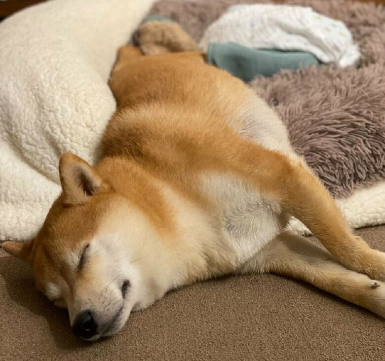 ぐっすり爆睡中