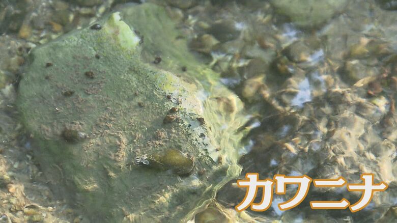 巻貝の一種「カワニナ」