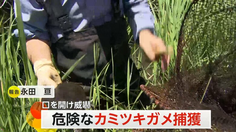 噛む力が強く、指などを噛まれると大けがをする恐れもある、特定外来生物の｢カミツキガメ」