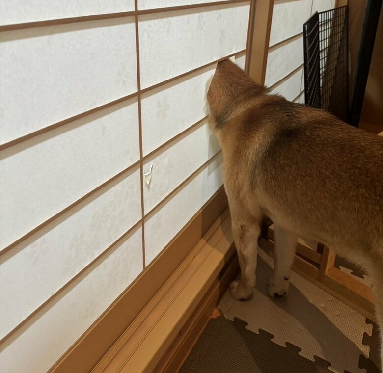 顔を丸々穴に入れているまるくんの後ろからの様子