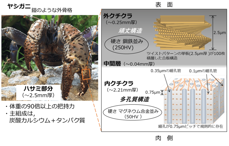 提供：国立研究開発法人 物質・材料研究機構