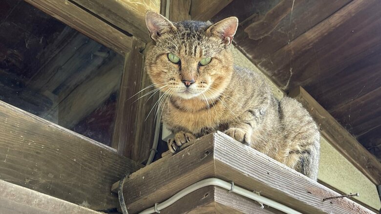 セコムならぬ“ニャコム”に