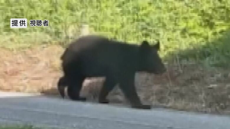 道路を歩くクマ（提供：視聴者）