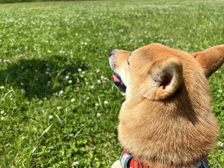 提供：柴犬まるやん日記さん