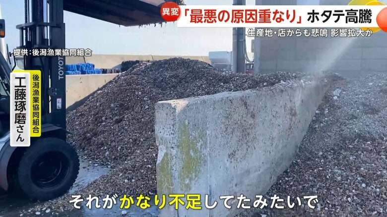 うずたかく積まれていたホタテの稚貝