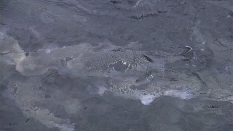 ふぐが持つ「テトロドトキシン」で食中毒になったとみられる
