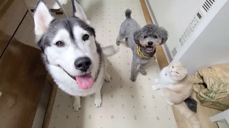 提供：犬と猫の親バカ日記さん