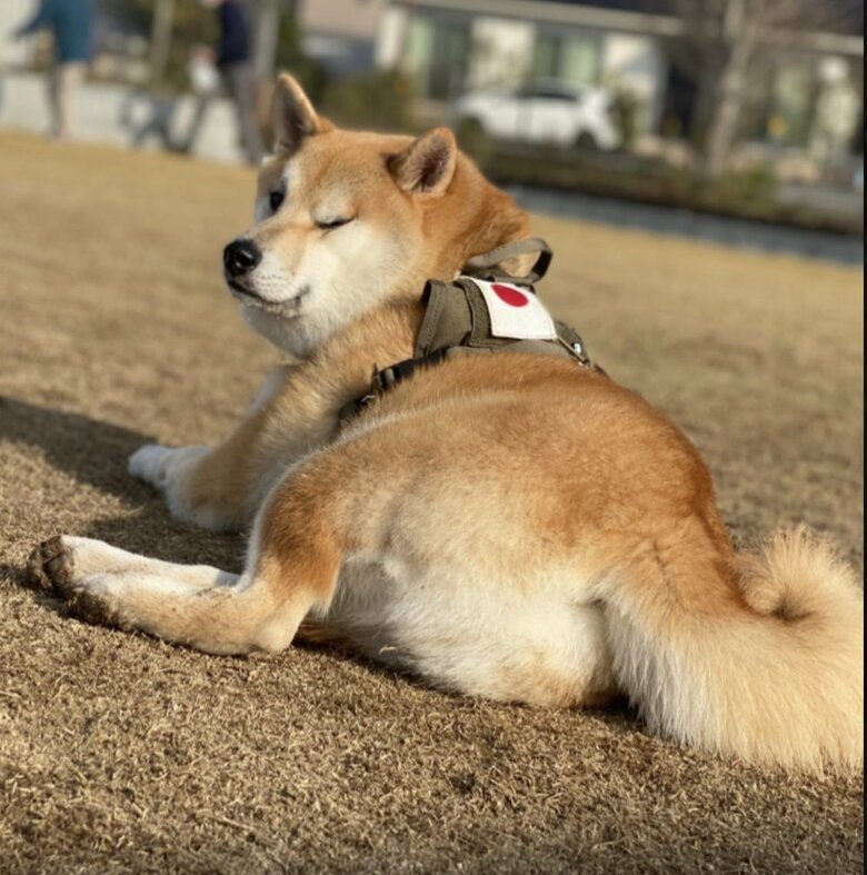 提供：柴リアンハスキーもちごめ兄弟さん