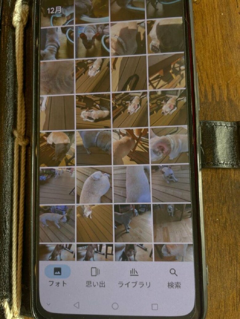 おじいちゃんのスマホ　ブン太くんをたくさん撮っている