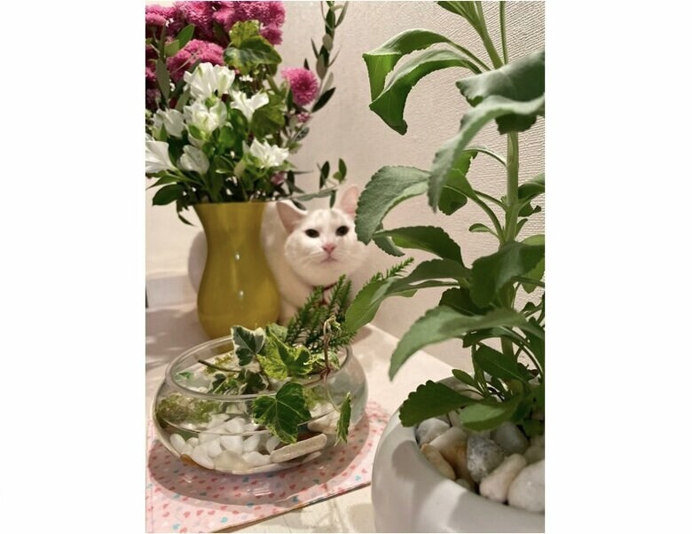 提供：絵子猫さん