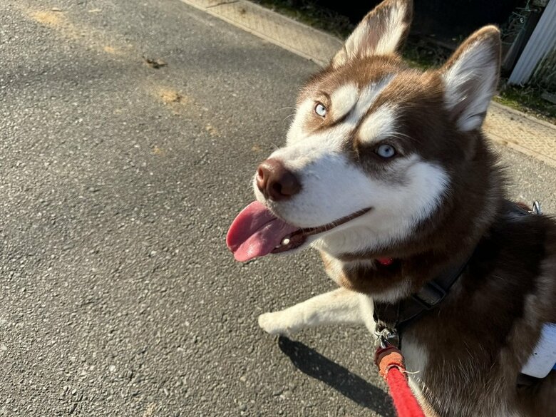 お散歩楽しい！