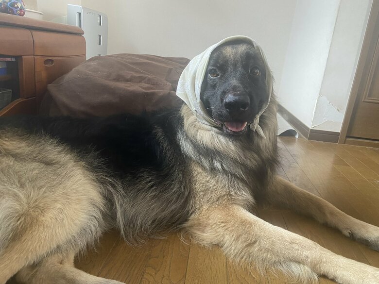 バンダナでおめかし