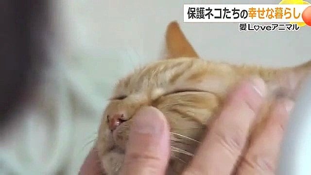 撫でられ…うっとり