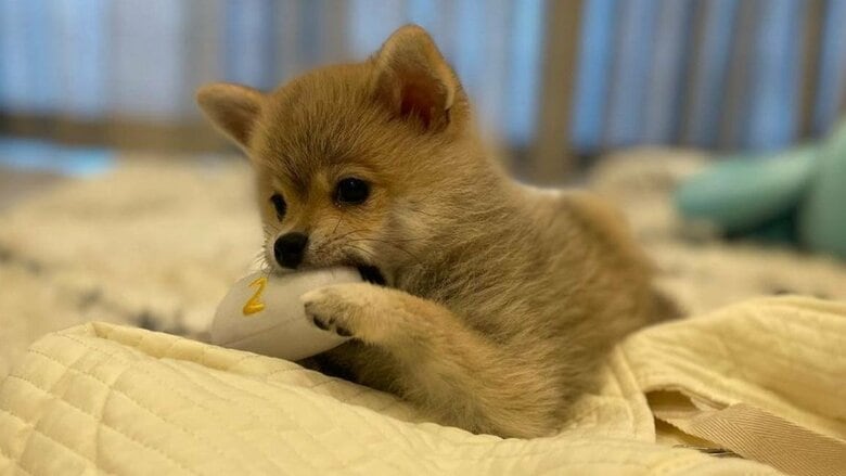 お家に迎えたばかりの頃のもこまるくん