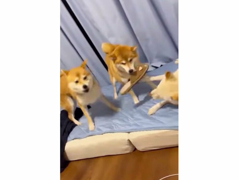 左：リブくん　中央：ポポちゃん　右：ラムちゃん（提供：柴犬ポポ(7)リブ(4)ラム(4)さん）