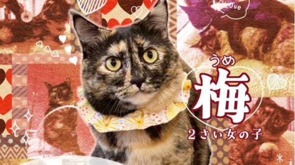 スタッフが制作したポスター