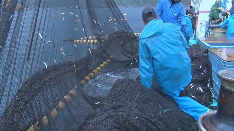 網の中にはバショウカジキが