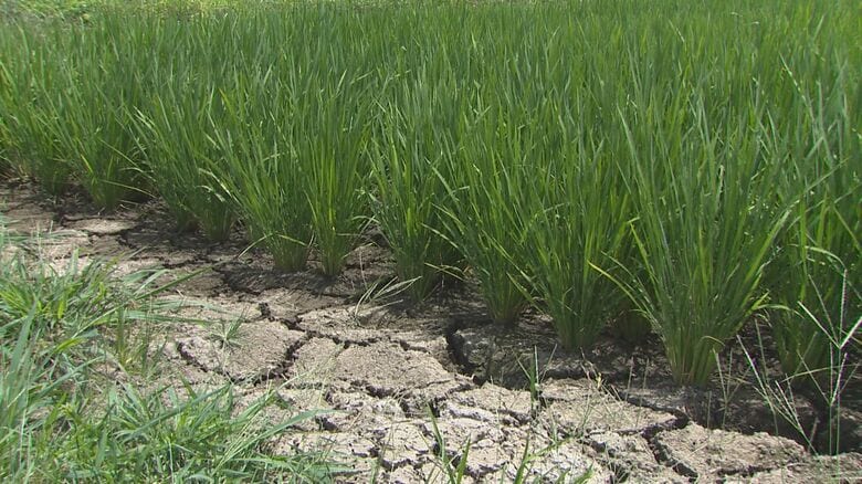 渇水でひび割れた田んぼ