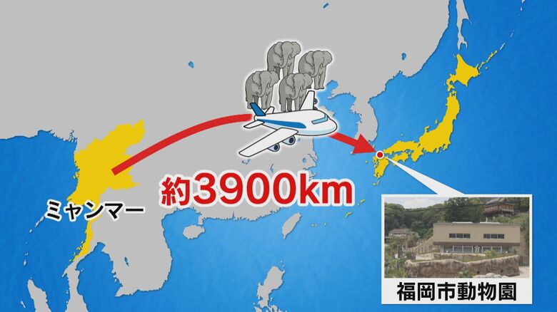 約3900km離れたミャンマーからゾウ4頭を輸送