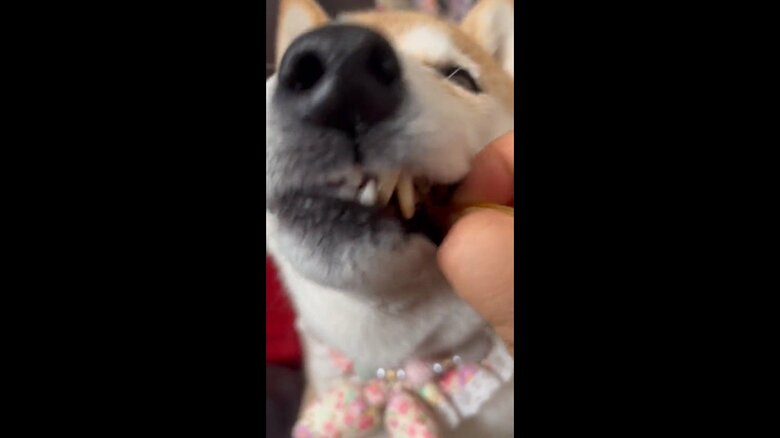 画像提供：柴犬ハナさん