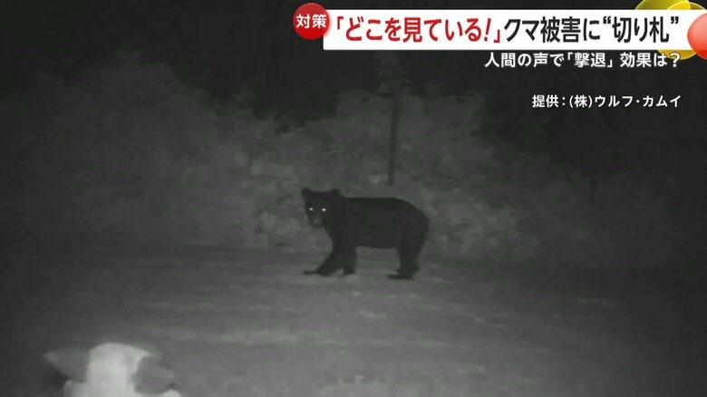 「モンスターウルフ」の音で逃げていくクマ①
