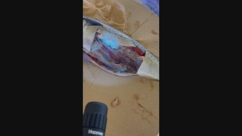 ブラックライトをあてると…　提供：宮崎大学医学部感染症学講座寄生虫学分野