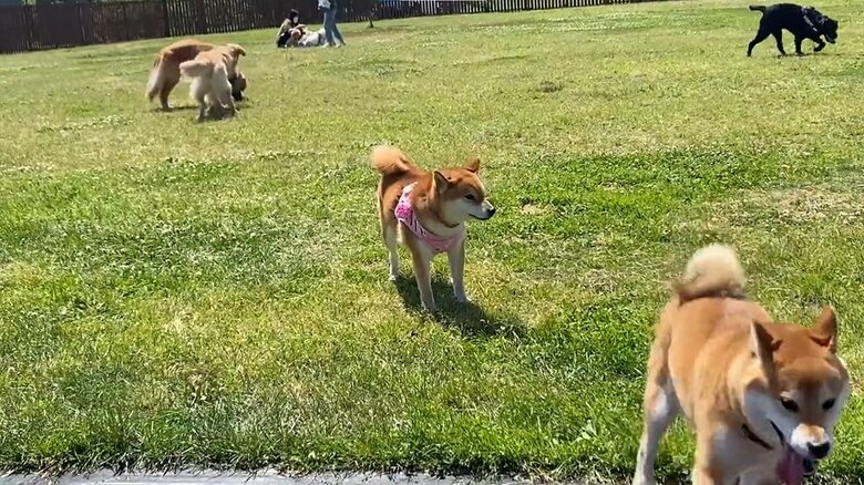 ゆきちゃんは動けず…　柴犬は去ってしまう