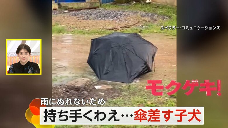 ひとりでに動く、黒い傘