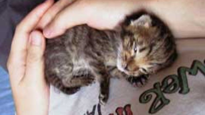 保護してまもないころの三郎くん