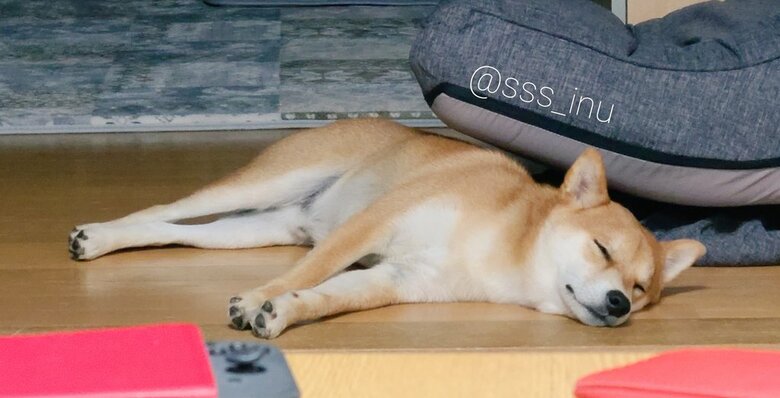 提供：犬さん