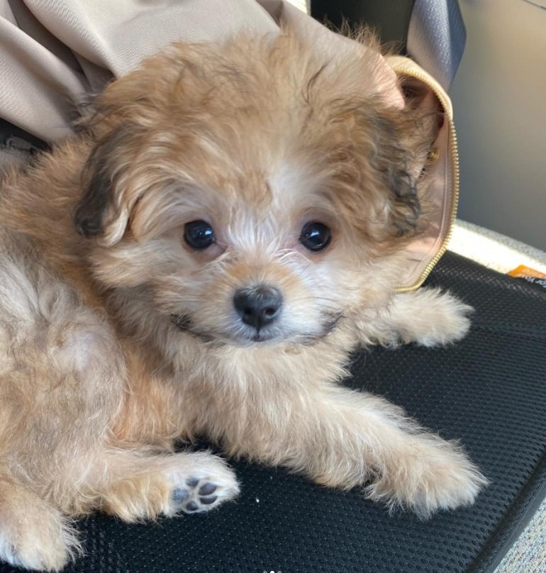 赤ちゃんの頃のきなこくん