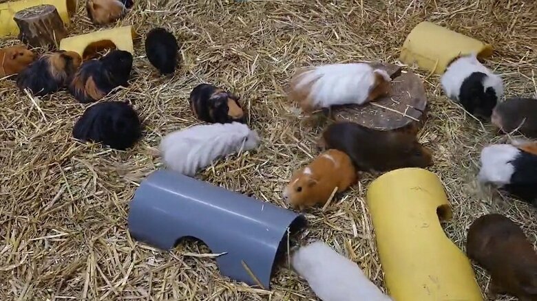 エサが待ちきれなくてわさわさ（提供：おびひろ動物園）