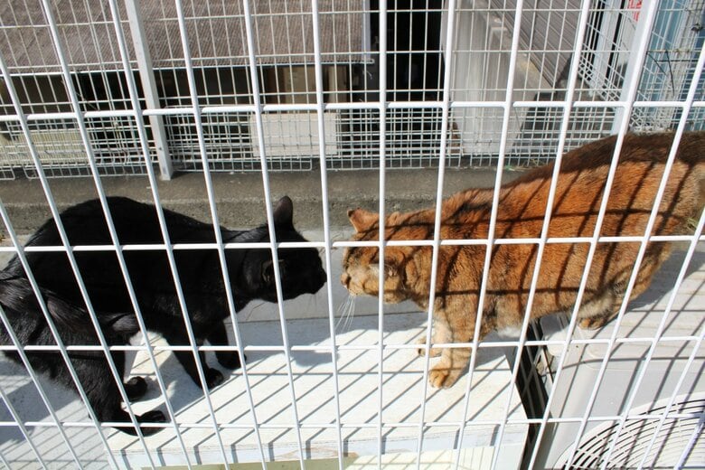 見つめ合って何かを話しているよう