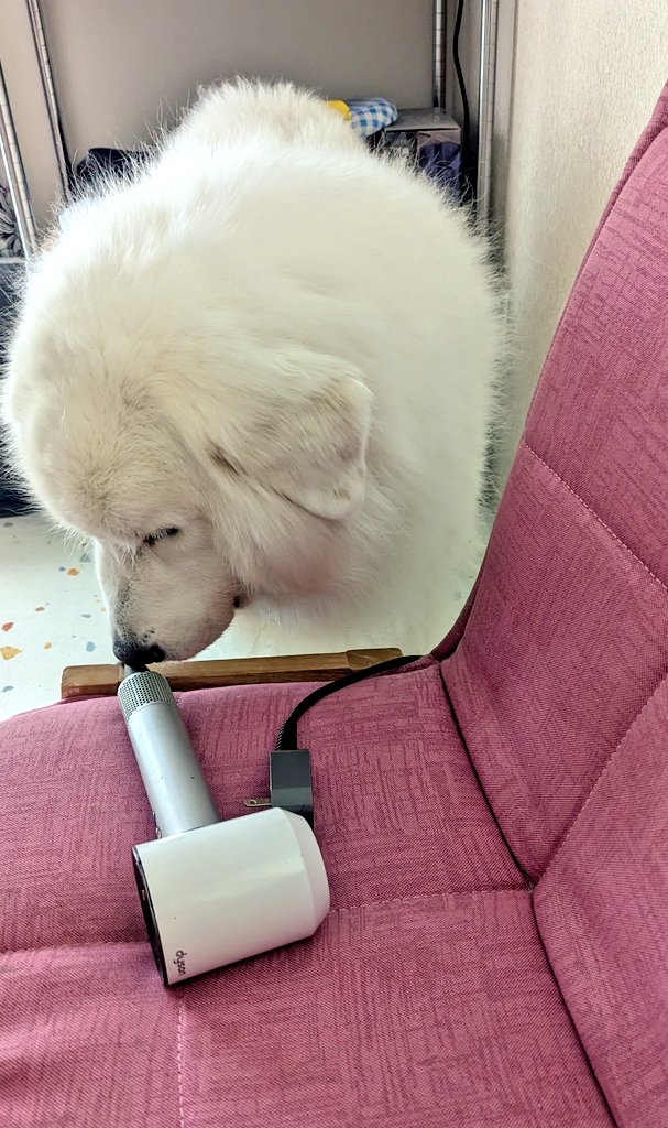 ドライヤーが気になる