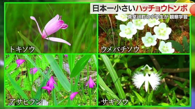 “希少種の宝庫”で育まれる野草たち