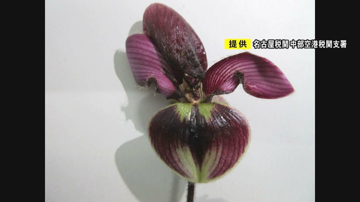 ラン科の“パフィオペディルム”の苗など…輸入規制の植物288点を